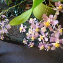 ONCIDIUM ORNITORYNCHUM